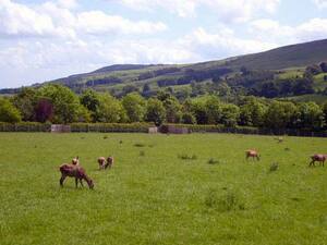 Deer at Forbidden Corner